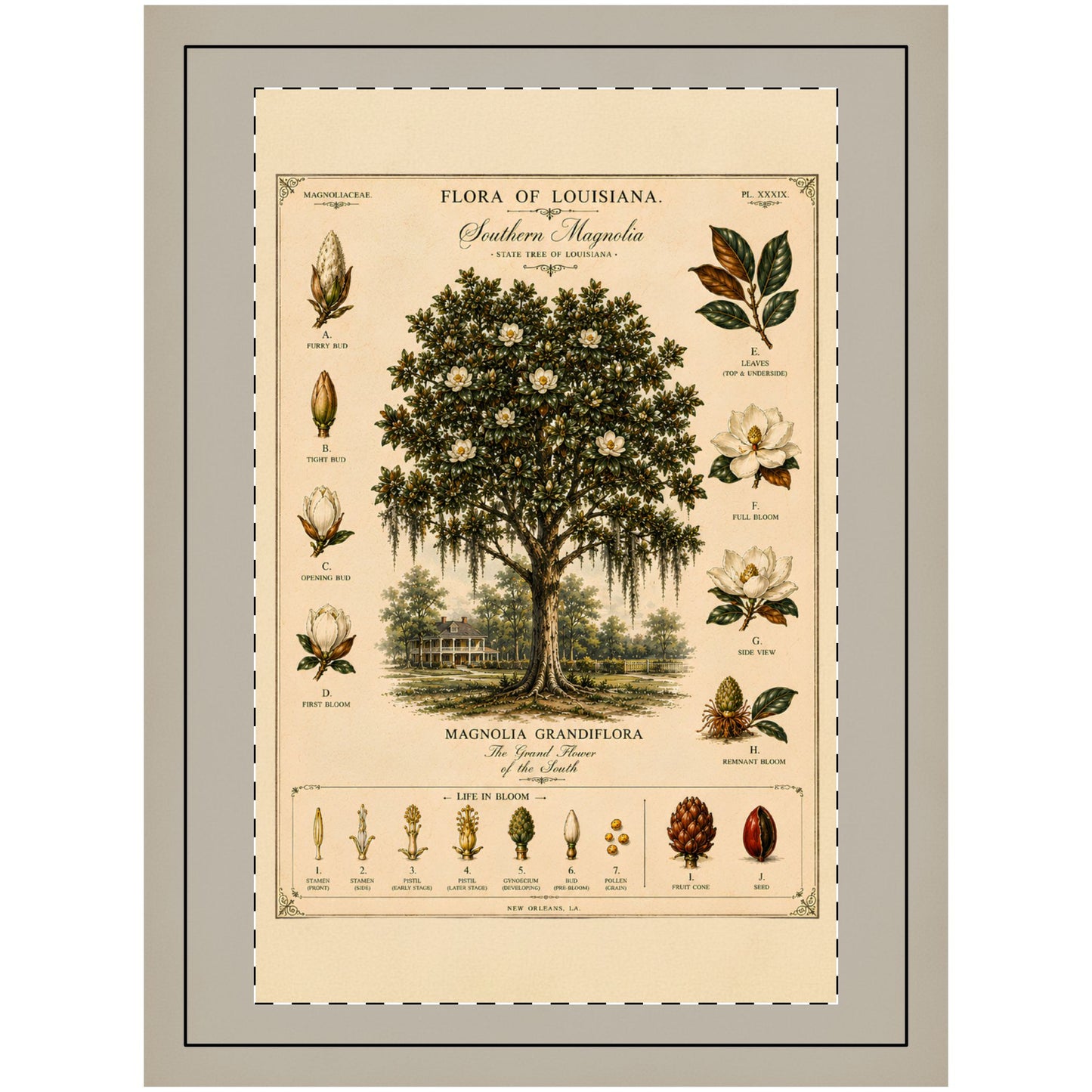 Vintage Botanical Wall hanging — 'Flora of Louisiana' Southern Magnolia Tree Hanging Wall Print CAJUN DEB