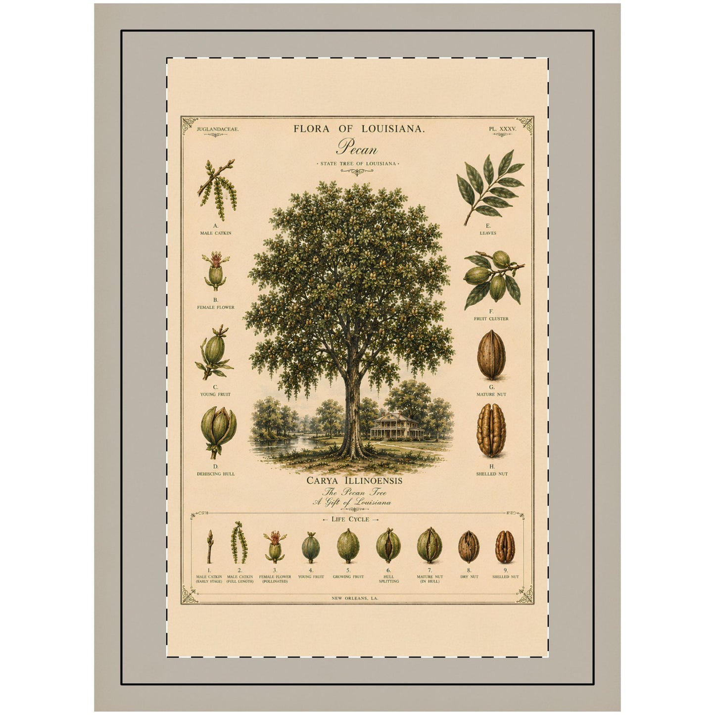 Vintage Botanical Wall hanging — 'Flora of Louisiana' Pecan Tree Hanging Wall Print CAJUN DEB