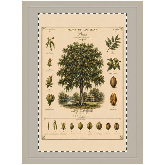Botanical Wall Hanging — Pecan Tree, Flora of Louisiana Vintage Print | Cajun Deb