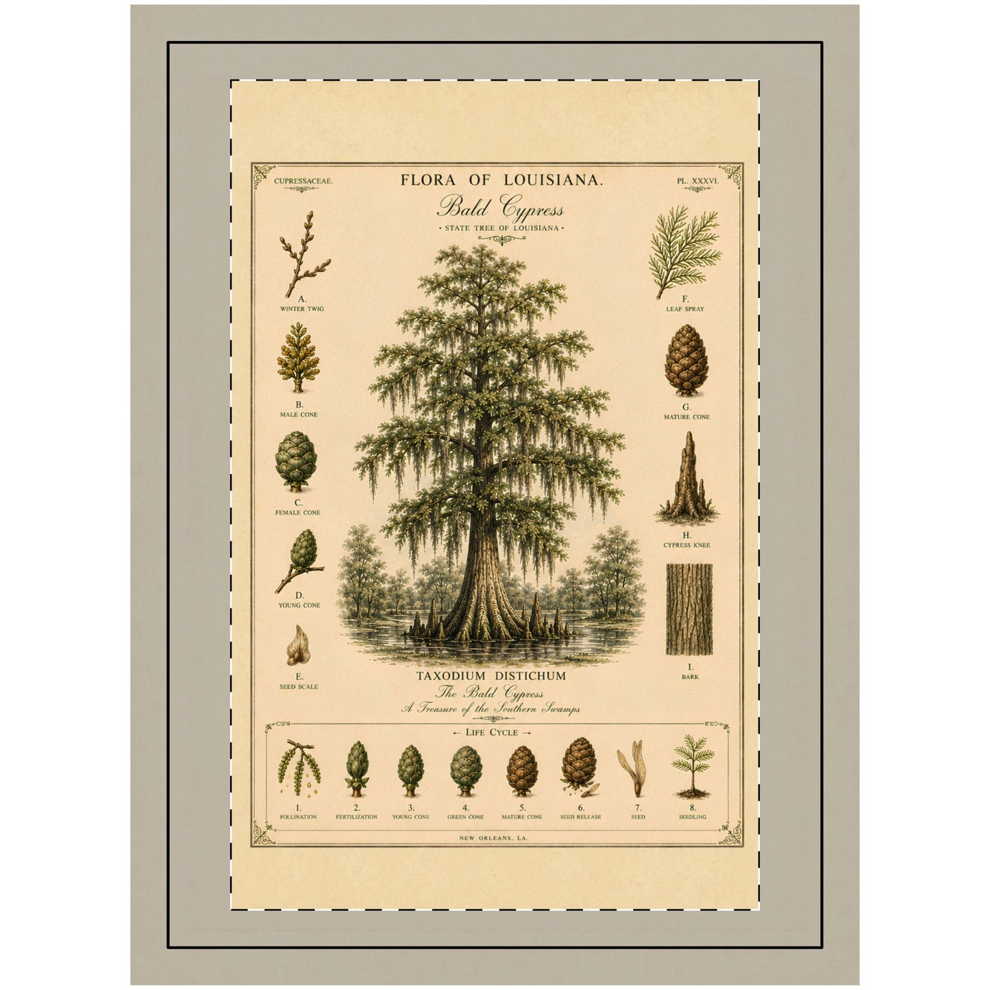 Vintage Botanical Wall Art — 'Flora of Louisiana' Bald Cypress Tree Hanging Wall Print CAJUN DEB