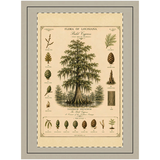 Botanical Wall Hanging — Bald Cypress Tree, Flora of Louisiana Vintage Print | Cajun Deb